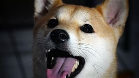 柴犬,柴柴,柴,Shiba Inu 圖/翻攝自Pixabay