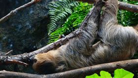 樹懶（圖／翻攝自Pixabay）