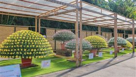 士林官邸菊展(北市公園處提供)