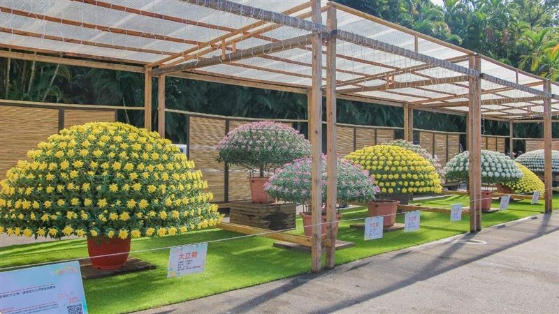 士林官邸菊展將登場　同步推線上賞花