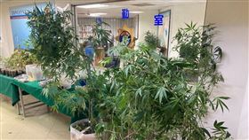 大麻,栽種,民宅