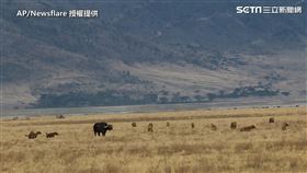 水牛孤身被鬣狗圍繞。