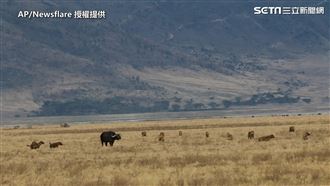 水牛受鬣狗圍剿　霸氣獅群前來搭救
