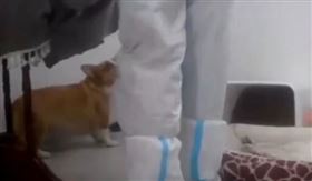 主人隔離　柯基遭防疫員打死（圖／翻攝自微博）