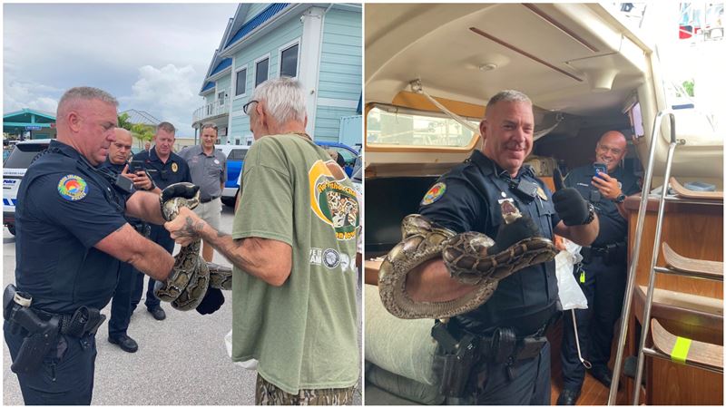 巨蟒躲船遠行160公里！慘下場出爐