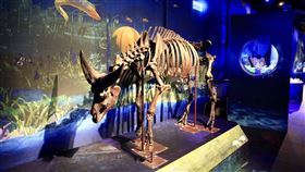 ▲展覽有德氏水牛等珍貴標本，讓大家有機會近距離接觸觀察罕見的古生物化石（圖／宜蘭縣政府提供）