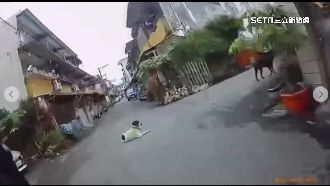 收編流浪狗不負責？3狗狂追騎士嚇壞