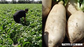 西瓜爸爸、蘿蔔爸爸／翻攝畫面