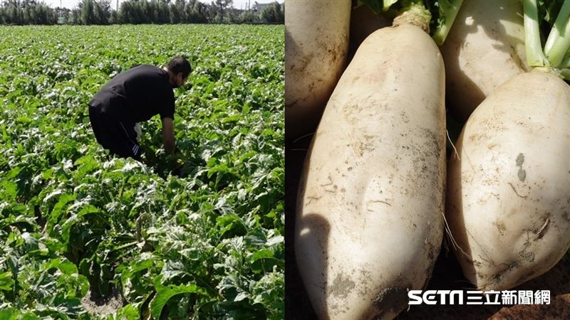 罹癌單親爸臉破等手術　憂菜頭沒人買