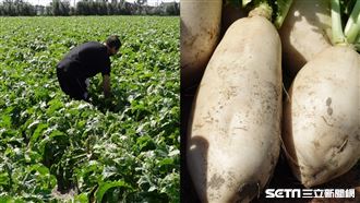 罹癌單親爸臉破等手術　憂菜頭沒人買