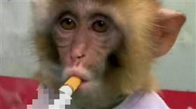 大陸河北衡水野生動物園上傳讓猴子吸菸的影片。（圖／翻攝自微博）