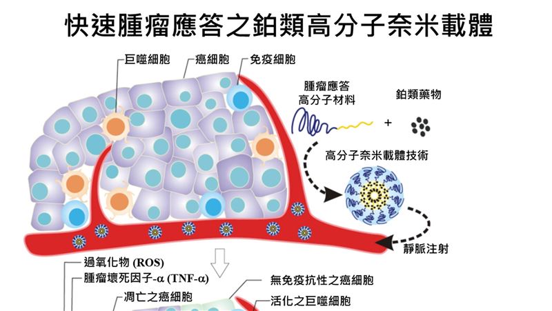 奈米材料藏抗癌藥物　癌細胞一吞GG