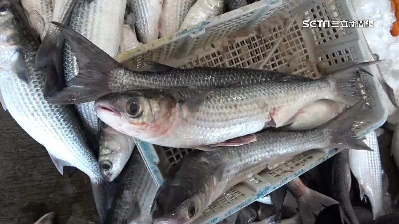 首批野生烏魚入港　饕客搶「現撈貨」
