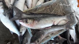 首批野生烏魚入港　饕客搶「現撈貨」