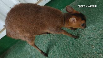 山羌走路外八　竟是遭非法養在磁磚地