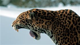 美洲豹
https://www.flickr.com/photos/ekilby/5466323661/in/photolist-9k3kzF-BwqiRK-7Fn6XE-m8rE5E-rczozt-sjsgqX-rcCEPN-qVaoNN-qV9fPb-rnrSwQ-s2T4WS-shaaGj-rnrKQU-sji5Wf-s2SPKf-s184o8-rnrPLE-KziNB3-rcCzJN-qf