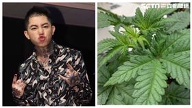 ▲謝和弦，大麻。（圖／資料畫面）