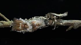 荔枝椿象(農委會提供)