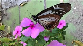 日本標放青斑蝶澎湖現蹤（2）澎湖本島近期陸續發現4筆由日本標放的青斑蝶停棲紀錄，其中第1隻出現在澎湖縣議會前副議長許南豐的馬公住家後花園，也是10餘年來首次在市區發現青斑蝶。（洪美援提供）中央社  110年11月16日