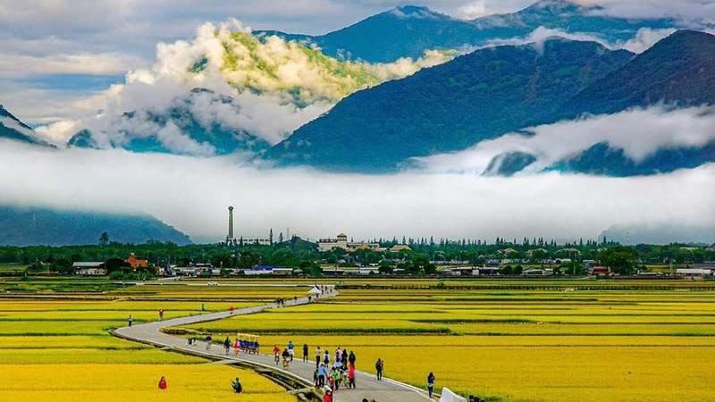 台東景點　池上鄉舞動的金黃色稻田