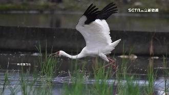 金山白鶴長大飛回台？大白鶴現身宜蘭