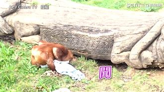 紅毛猩猩小被被太香　３隻水獺輪流搶