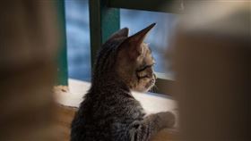 英國與芬蘭的動物科技專家17日表示，發明了一項新裝置DogPhone，將能讓家貓家犬致電主人。（圖／翻攝自Unsplash圖庫）
