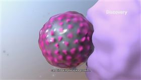 Discovery頻道於11月24日星期二晚間10點首播的《台灣戰疫全紀錄》，直擊台灣在對抗新冠病毒的過程中面對的挑戰，以及在這場戰役中齊心抗疫所做出的貢獻。（圖／Discovery頻道提供）