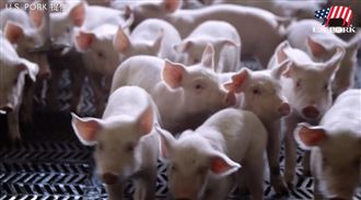 四代同堂美豬戶：產健康豬是件光榮事