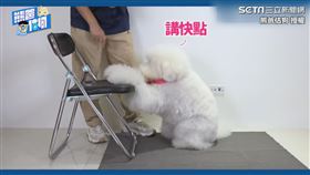 ▼▲其中白色的哈媚還會表演如何「禱告」。（圖／熊爸估狗 授權）