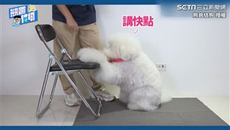 標準貴賓可愛爆擊　等主人禱告偷抬頭