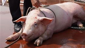 白豬疑從運豬車掉落　暫安置動物之家（2）新北市動保處10日接獲民眾通報在樹林區環漢路救援一隻白豬，暫安置在板橋動物之家，獸醫檢視白豬健康狀況及醫療治療。（動保處提供）中央社記者王鴻國傳真  108年4月11日