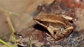 第2級珍貴稀有保育類野生動物「豎琴蛙」豎琴蛙因求偶鳴叫聲似琴聲而得名，在台灣被公告為第2級珍貴稀有保育類野生動物，也被國際自然保護聯盟（IUCN）列為瀕臨絕滅的物種，更是台灣紅皮書裡唯一被列為極危的蛙類。（中興大學提供）中央社記者郝雪卿傳真  110年11月19日