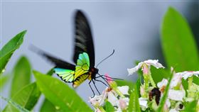 珠光鳳蝶。（圖／翻攝自維基百科，作者：Peellden，CC BY-SA 4.0）