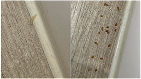 蟲,客房,垃圾桶,蛆,天花板,屍體（圖／爆系知識家