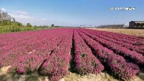 N圓仔花禁入1800