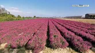 圓仔花花海拉封鎖線　地主曝慘痛經驗