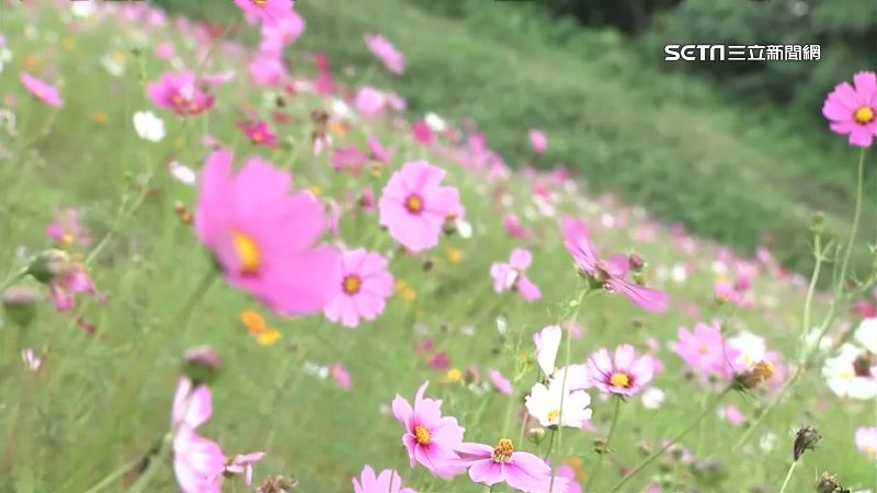 把握週末好天氣　關渡5公頃花海盛放