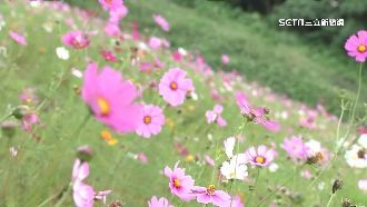 把握週末好天氣　關渡5公頃花海盛放