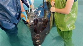 擱淺偽虎鯨基隆暫安置  可藉回聲定位主動覓食宜蘭蘇澳海域17日發現一隻擱淺雄性活體偽虎鯨，送往基隆八斗子岸置中心基隆救援站救治，相關人員發現牠可發出回聲定位主動找尋食物，19日經內視鏡確認消化系統正常，將持續檢查其他內臟部位。（基隆市政府提供）中央社記者王朝鈺傳真 110年11月19日