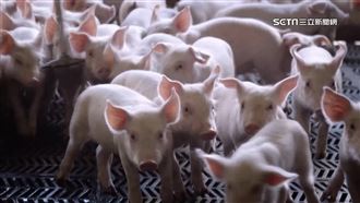 4代豬事傳承！直擊美國健康豬農場