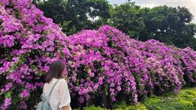 ▲2021泰山楓樹里蒜香藤花季本周正式展開，本周六日將大開！花期很短只有一周，賞花民眾要把握。（圖／泰山區公所提供）