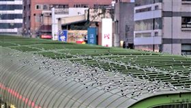 台中捷運飛來嬌客  白鶺鴒鳥齊聚隔音牆台中捷運綠線文心崇德站隔音牆上近來每到傍晚就有成群的白鶺鴒鳥，中捷20日表示，白鶺鴒鳥衍生的排遺不影響捷運站隔音牆功能，基於保育觀念，不會驅趕，估計目前棲息數量約300隻，隨著氣候變冷數量應會再增加。（台中捷運公司提供）中央社記者郝雪卿傳真  110年11月20日