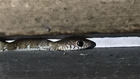 南蛇,屏東縣警局,氣候