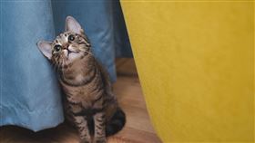 貓,貓咪,家貓,寵物,愛貓（圖／Pixabay）