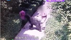 ▲安陽公職人員養的狗咬老人。（圖／翻攝自微信）