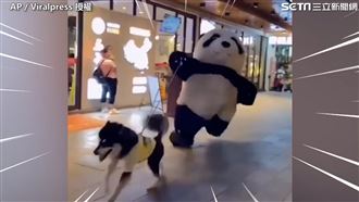哈士奇商場內拖吉祥物狂奔　路人看傻