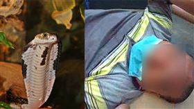  台中大坑9號步道，泰國眼鏡蛇，咬傷，2次開刀5次清創，差點喪命 (圖/翻攝畫面)