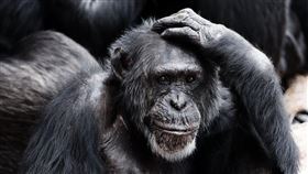 黑猩猩,猩猩  圖/翻攝自Pexels