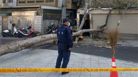 路樹倒塌,綠園道,苓雅區,公園